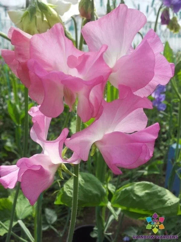 Aunt Jane Sweet Pea Seeds - 50+ Heirloom Lathyrus odoratus Climbing Vine for Garden, Fragrant Blooms, Full Sun, USA