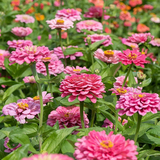 Illumination Zinnia Seeds Pack of 100+ | Colorful Annual Flowers for Garden, Borders & Containers | Zinnia elegans