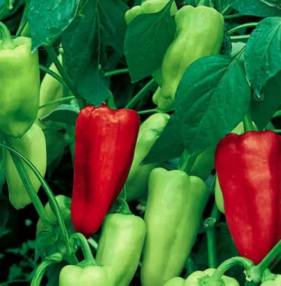 Sweet Pepperoncini Seeds 30+ Heirloom Non-GMO Organic Capsicum Annuum for Garden Planting Full Sun