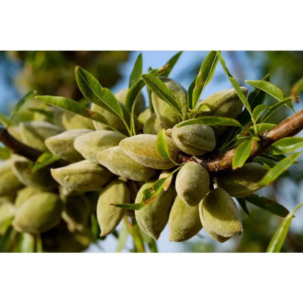 All-In-One Almond Tree Bare Root 3 Ft. Self-Pollinating Prunus dulcis for Small Gardens and Orchards