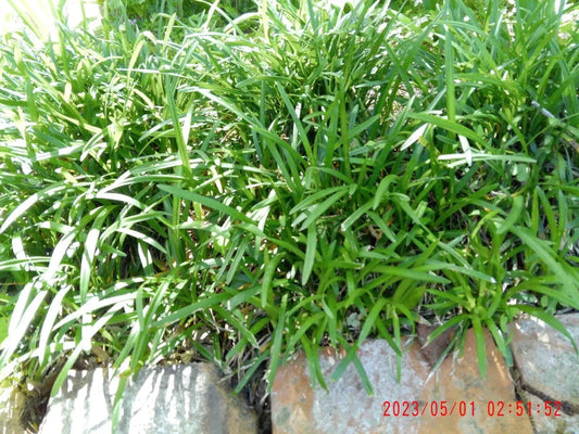 Monkey Grass Plants - 25 Bare Root Liriope Muscari Ground Cover Perennials for Garden Landscaping