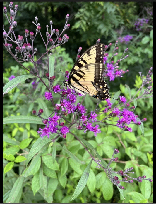 Live Bare Root Joe Pye Plant - Eupatorium purpureum - Fast Growing Perennial Flowering Plant Attracts Butterflies