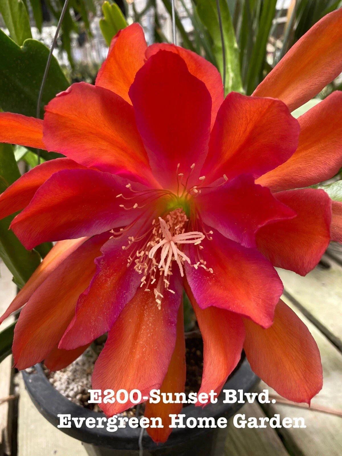 Rooted Epiphyllum Hybrid Orchid Cactus Plant “Sunset Blvd.” in 4” Pot | Vibrant Indoor Succulent | Epiphyllum hybrid