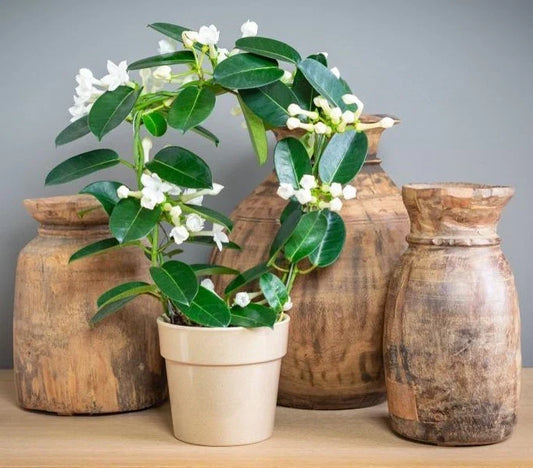 Madagascar Jasmine Starter Plant - Green Leaf Stephanotis - Fragrant Houseplant - Small Rooted Vining Plant for Indoor & Outdoor