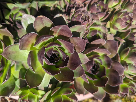 Large Jovibarba Heuffelii Succulents - Hen and Chick Live Plants, Bare Root, Low-Maintenance, Indoor & Outdoor, Rock Garden, Container