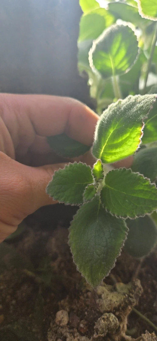 Nautilocalyx Adenosiphon Cuttings - 2 Terrarium Plants - Tropical Foliage for Indoor Gardening - Humid Environment Suitable