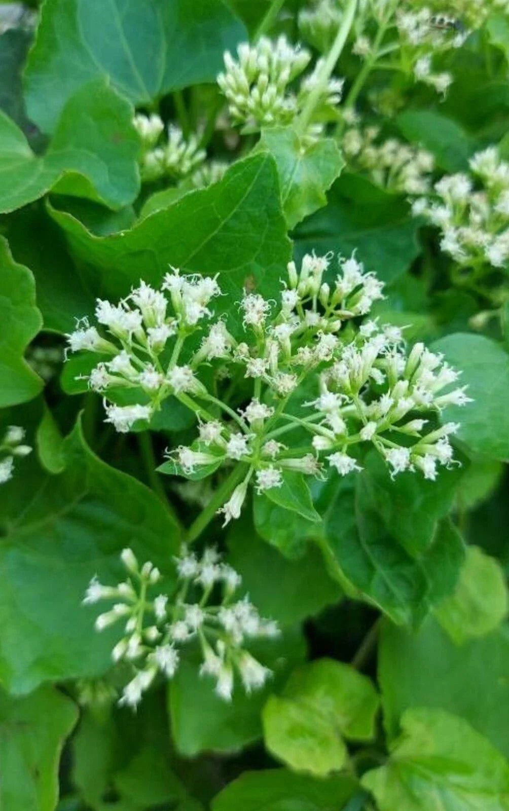 Climbing Hempvine Seeds - 100+ Pack, Mikania scandens, Aromatic Climbing Vine for Gardens & Vertical Spaces