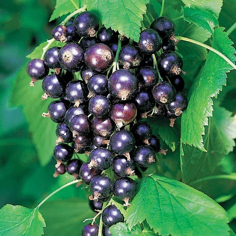 Ben Lomond Black Currant Live Rooted Starter Plant - Edible Shrub for Jams & Juice - Self-Pollinating, Zones 3-7