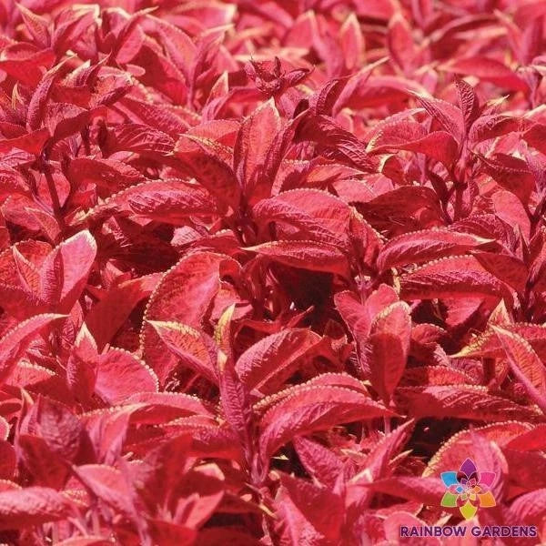 Wizard Sunset Coleus Seeds – Colorful Foliage for Gardens & Containers – Solenostemon scutellarioides, 25+ Pack