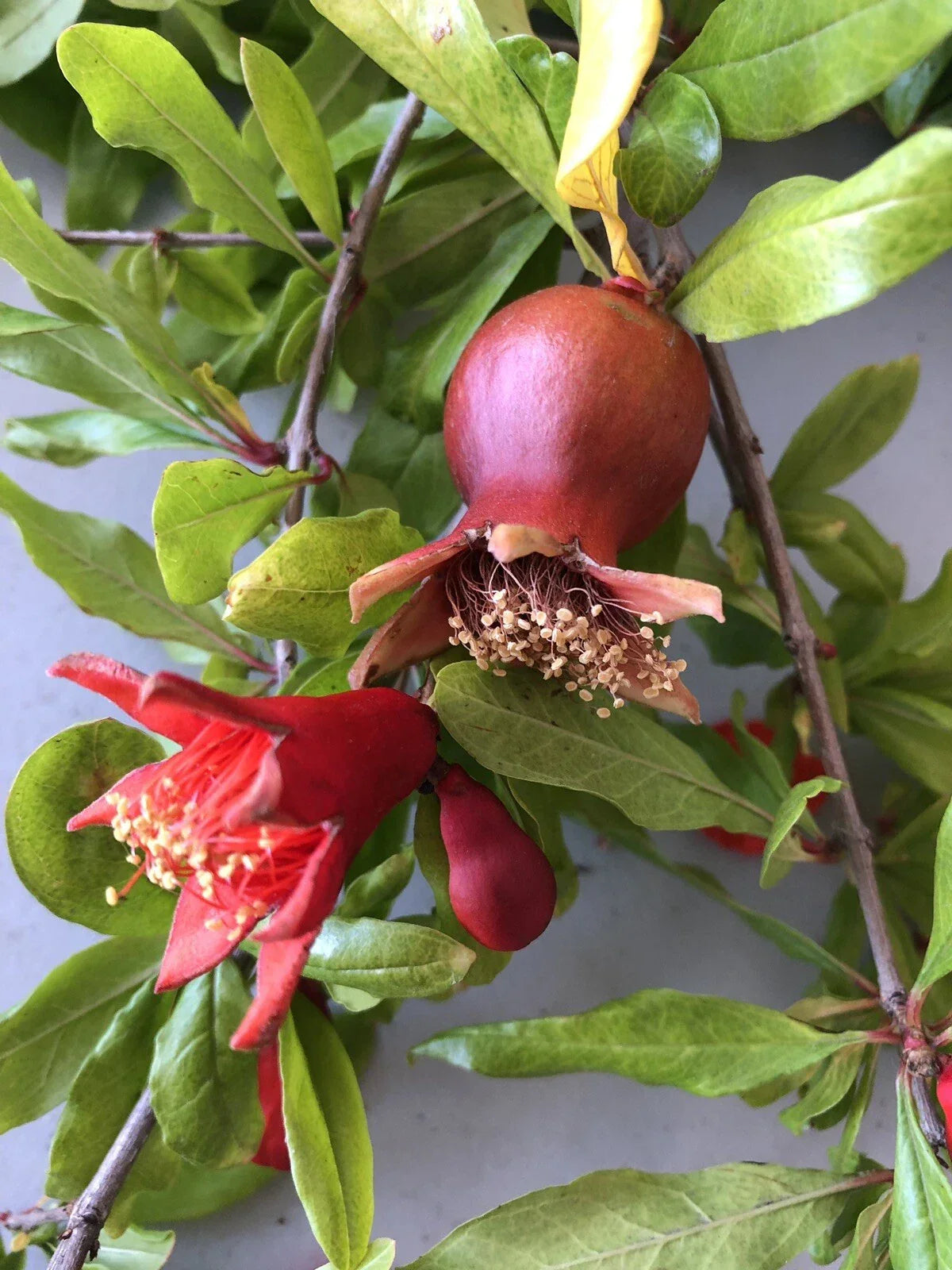 Pomegranate Cuttings 100 Pieces Wonderful Variety Punica granatum Fruit Tree Propagation Free US Shipping