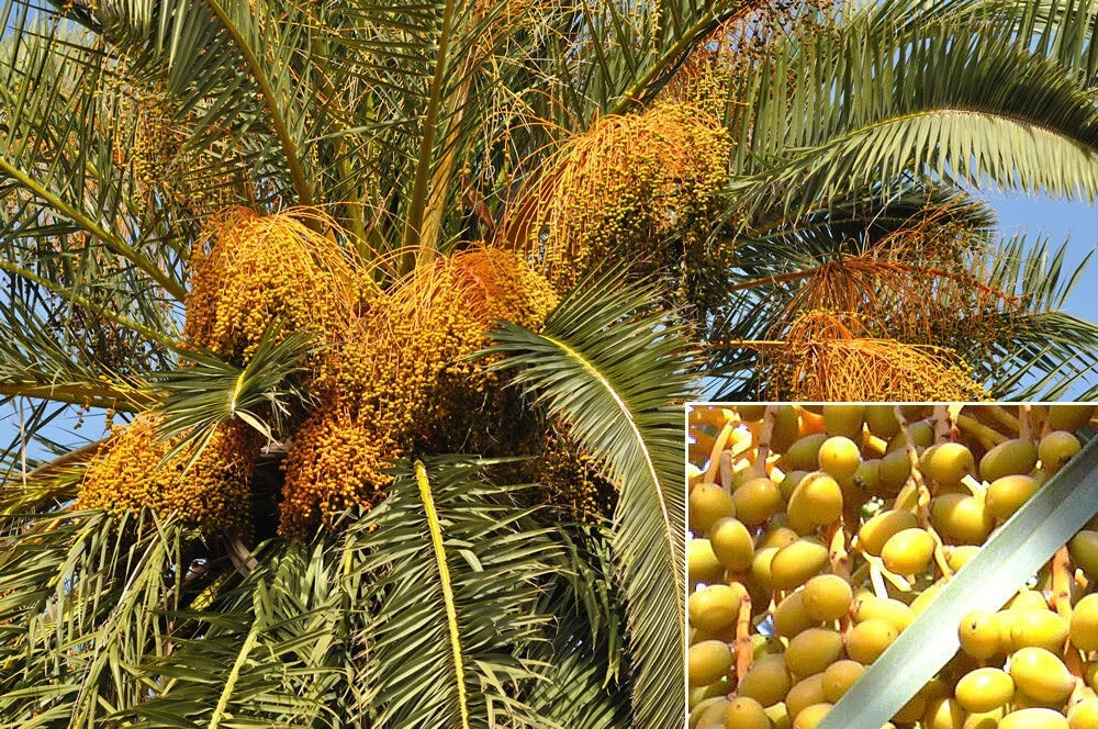 Canary Island Date Palm Seeds, Phoenix canariensis, Tropical Garden, 15 Seeds for Indoor & Outdoor Landscaping