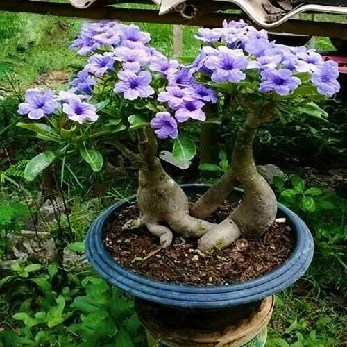 Rare Purple Desert Rose Seeds - Adenium obesum - Garden Flower Seeds for Outdoor & Indoor Decor - 5 Pack
