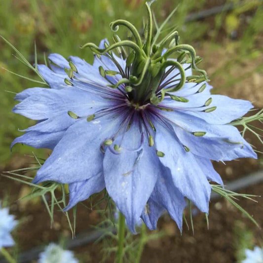 Nigella Seeds Pack - Miss Jekyll Mix - 25 Premium Flower Seeds - Love-in-a-Mist - Annual Garden Flowers - Blue, White, Pink
