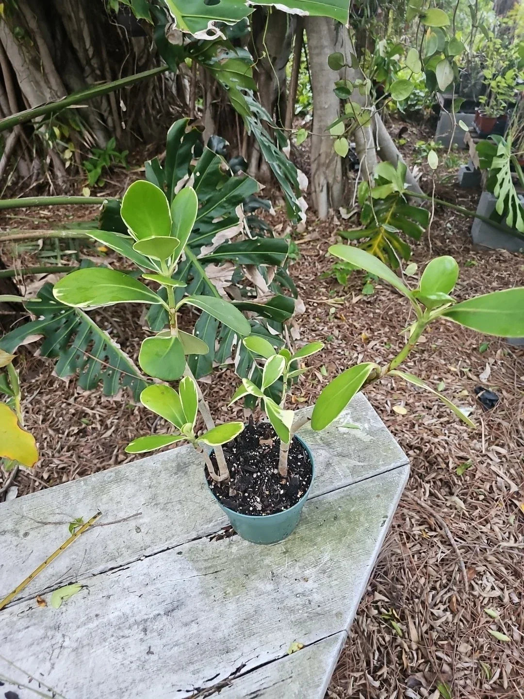 Clusia Rosea Variegated Pitch Apple Tree Plant in 6" Pot - Autograph Tree, Variegata Variety, Indoor/Outdoor Foliage