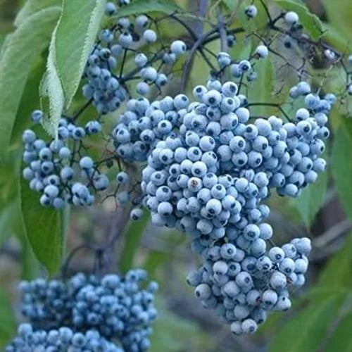 Blue Elderberry Seeds - 50 Non-GMO Organic Seeds - Sambucus Caerulea - Blue Berries for Planting and Wildlife Garden