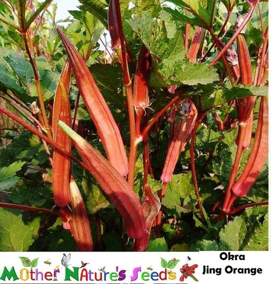 Okra Seeds - 50 Count JING ORANGE Asian Variety with Red and Orange Pods, Non-GMO Abelmoschus esculentus Seed Pack