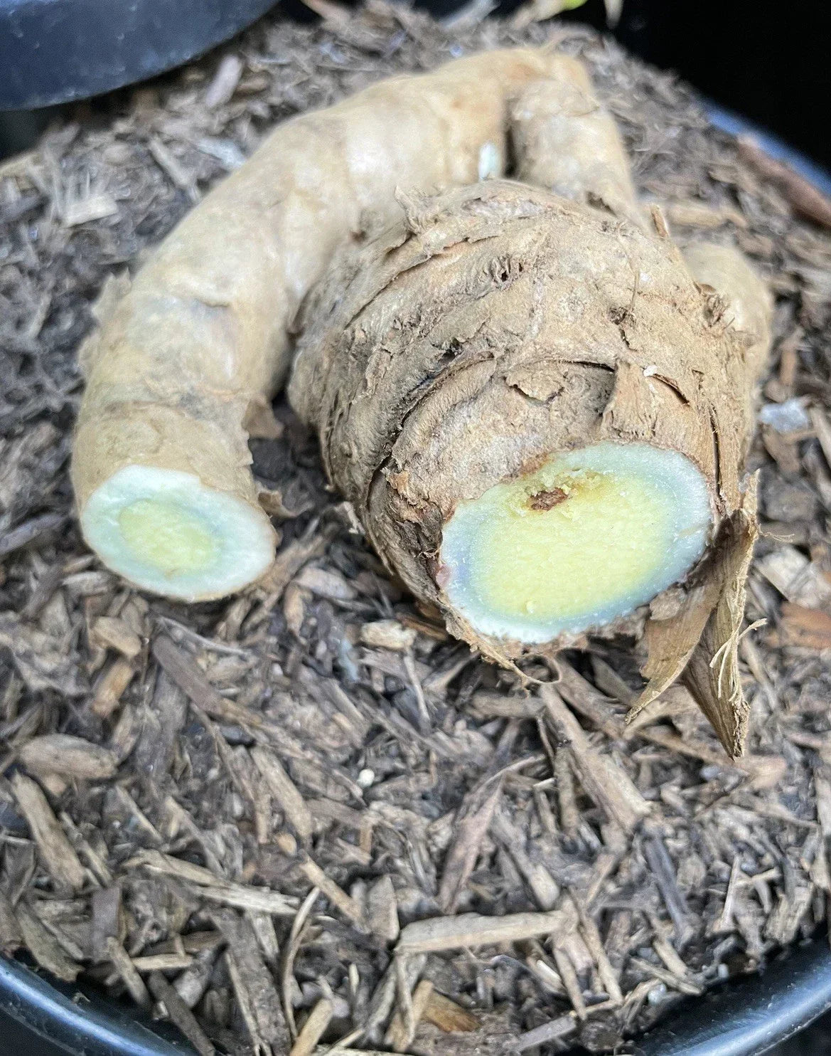 Black Turmeric Planting Roots - Organic Rhizomes - Curcuma longa - Home Garden Herb and Ornamental Plant