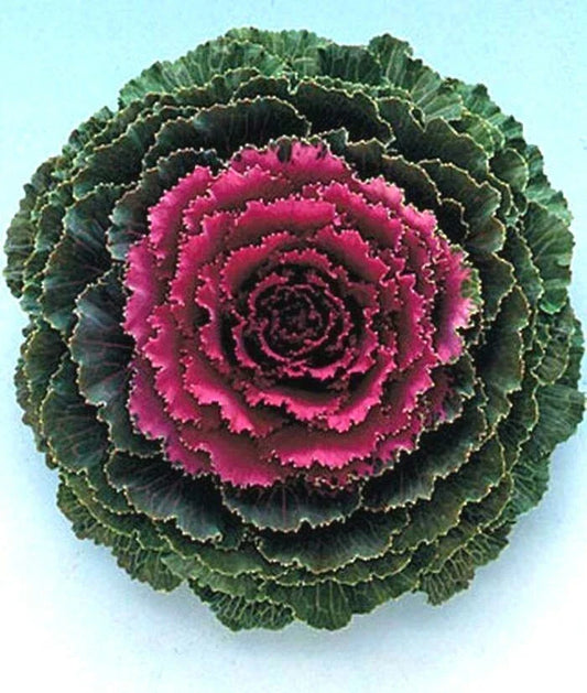 Ornamental Kale Seeds - Songbird Red - 40 Fresh Brassica oleracea Var. acephala for Vibrant Fall Garden Display