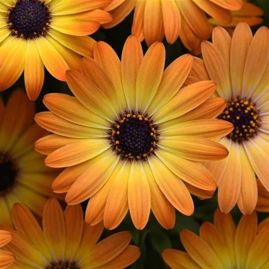 Orange Cape Daisy Seeds - 200+ Osteospermum ecklonis Annual Flower Seeds for Garden, Borders & Containers, Vibrant Orange Blooms, Free Shipping