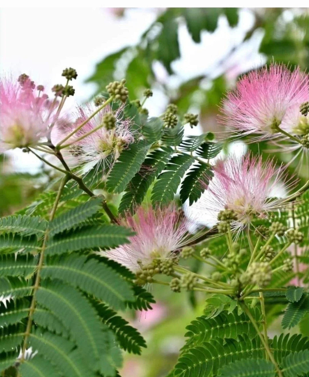 Silk Tree Seeds - 15+ Albizia julibrissin - Pink Fluffy Flowers, Fast-Growing, Drought-Tolerant, Butterfly Attracting, Deciduous Tree Seeds