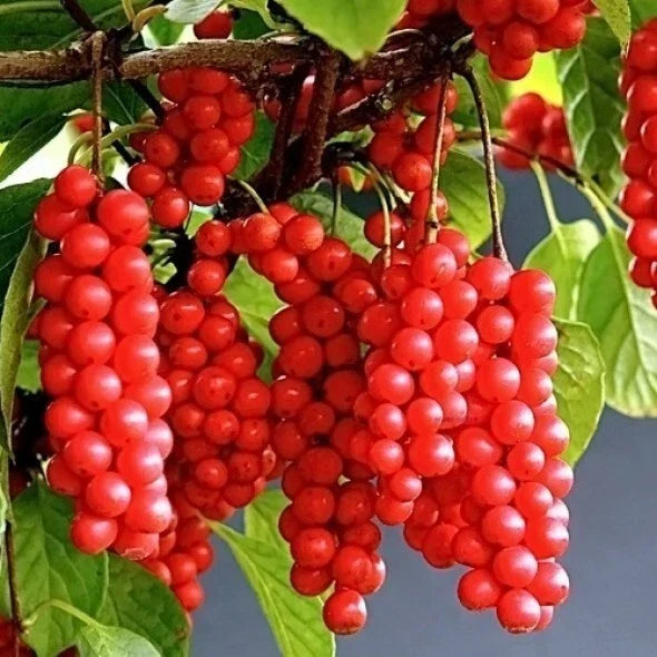Self-Pollinating Schisandra Chinensis Cuttings - Limonnik Wu Wei Zi Magnolia Vine - 20 Plant Clippings for Garden or Home Cultivation