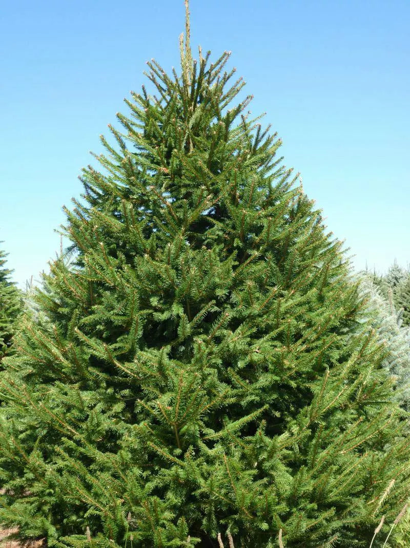 Norway Spruce Tree Live Plant Set of 2 Bare Root Picea abies 8-16" Rich Green Needles Ideal for Landscaping
