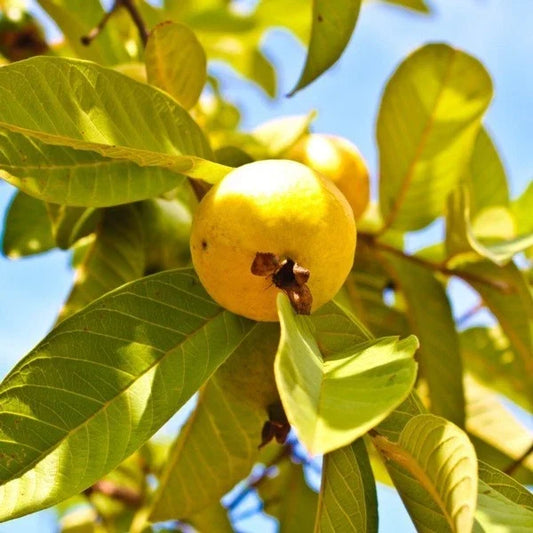Grafted Yellow Mexican Cream Guava Tree Live Plant 2-3ft Tropical Fruit Tree Psidium guajava for Home Garden