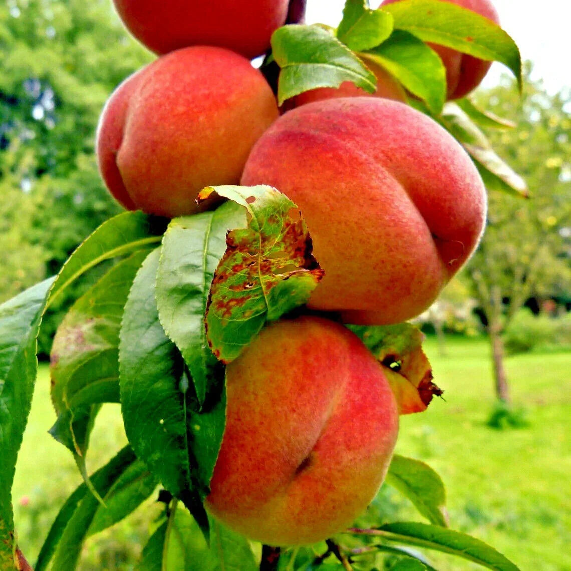 Dwarf Peach Tree Seeds - Loring Variety Prunus persica, Compact Fruit Plant for Small Gardens, Juicy Peaches, Hardy, Easy to Grow