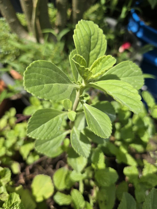 Meprobamato Boldo Fresh Cuttings for Propagation – Medicinal Herb, 4 Cuttings, Herbal Plant, Peumus boldus