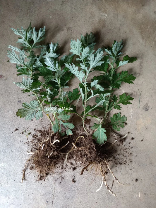 Live Mugwort Plants - 2+ Rooted Artemisia vulgaris argyi Silvery Wormwood Herb for Garden or Indoor Use