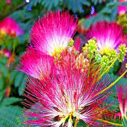 Mimosa Tree Seeds - Albizia julibrissin - Persian Pink Silk Flower - Bonsai & Garden Plant Seeds