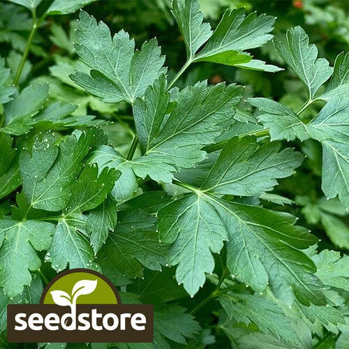 Italian Dark Green Parsley Seeds | Heirloom Non-GMO Petroselinum crispum | Full Sun, Indoor & Outdoor Gardening
