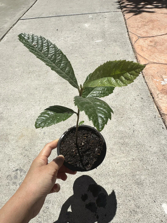 Loquat Tree Live Plant in 4” Pot | Eriobotrya japonica | Evergreen Fruit Tree for Garden or Patio