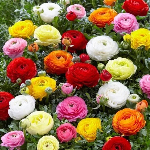 Ranunculus Seeds 100 Persian Buttercup Flower Seeds Ranunculus asiaticus Spring Planting for Garden & Borders