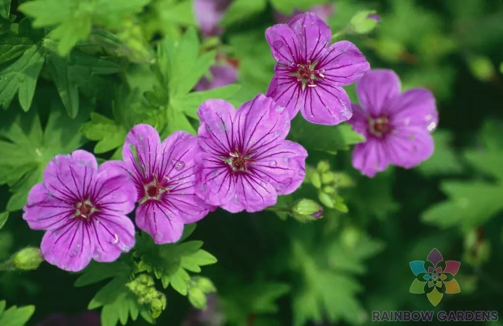 Dilys Geranium Seeds Pack - Pelargonium spp. - Vibrant Garden Flowers, Non-GMO, Easy to Grow, Perfect for Pots & Borders