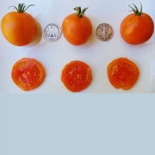 Jaune Flammee Tomato Seeds - Heirloom, Bright Orange, Juicy, 25 Count, Solanum lycopersicum, Culinary Favorite