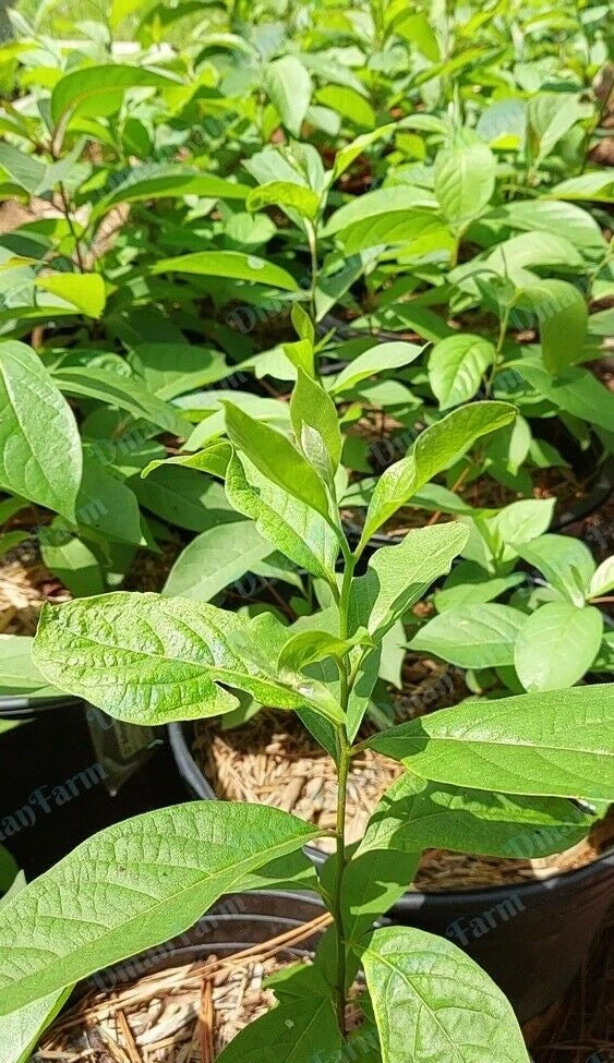 Persimmon Trees - 3 Seedlings - American Native Diospyros virginiana - Deciduous Fruit Tree for Garden, Orchard, Landscaping