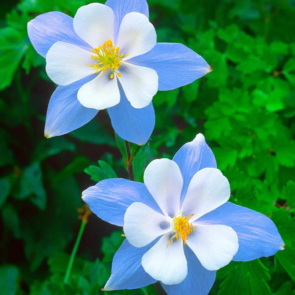 Blue Star Columbine Seeds | Non-GMO Aquilegia caerulea Flower Seeds for Garden, Borders, Containers, Pollinator Attracting