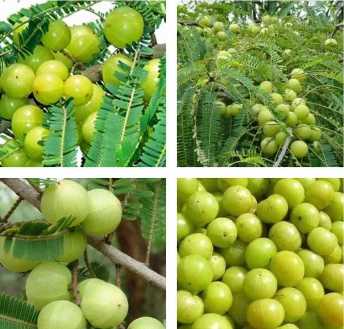 10+ Seeds Indian Gooseberry Amla Phyllanthus Emblica for Planting Nutrient-Rich Fruit Hardy Tree Gardening