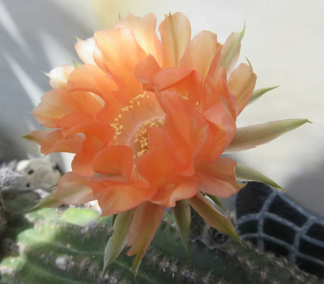 Echinopsis 'Orange Paramount' Cactus Plant – Succulent Houseplant with Vibrant Orange Flowers, Easy Care, 1 Pup