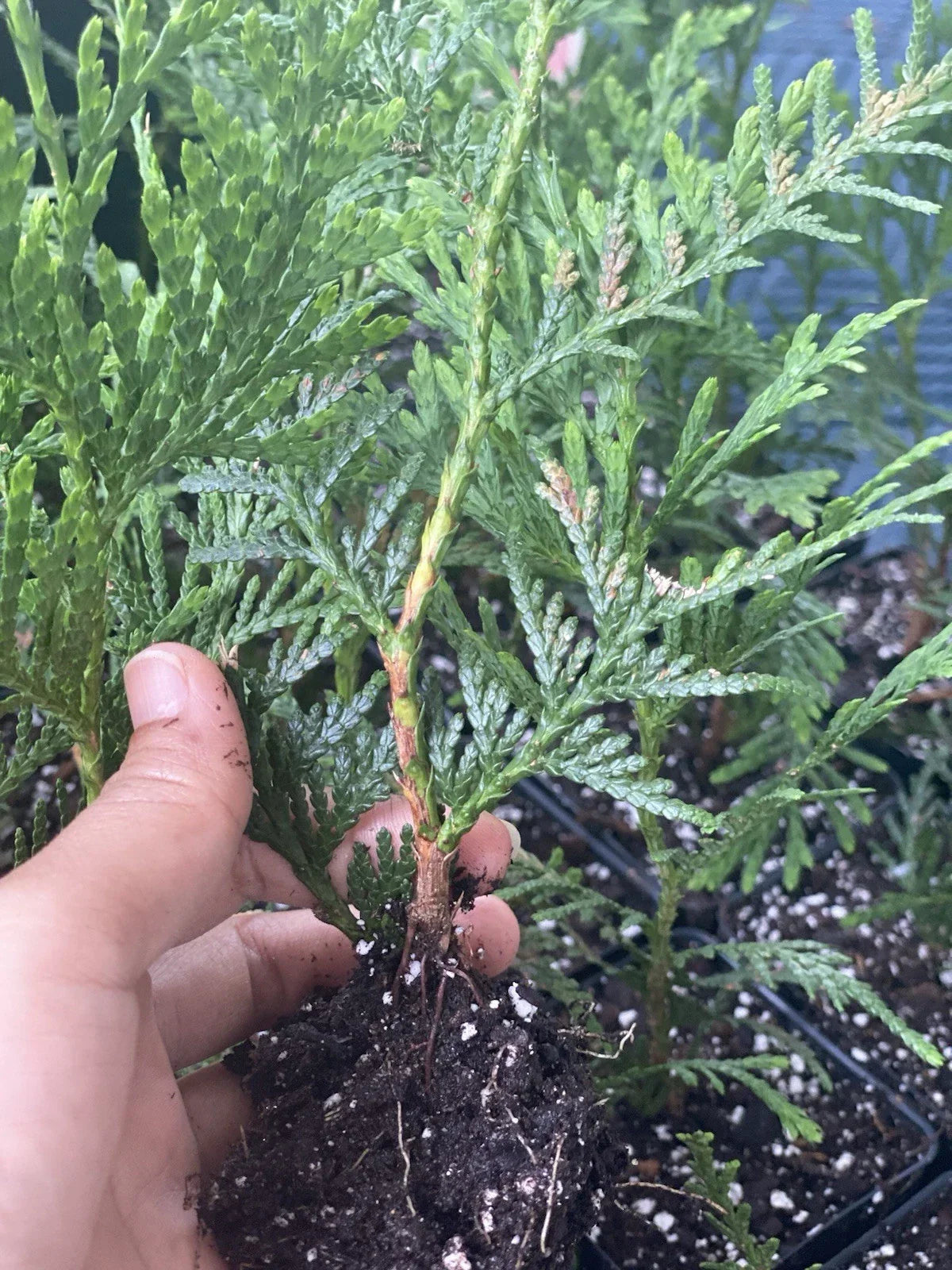 Rooted Green Giant Arborvitae Starter Plants - Thuja standishii x plicata, Fast Growing Privacy Trees, Bare Root, 1-2 ft
