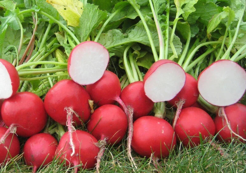 Cherry Belle Radish Seeds - Non-GMO Vegetable Seeds for Home Gardening, 300+ Raphanus Sativus, Fast-Growing, Crisp, Vibrant Radishes