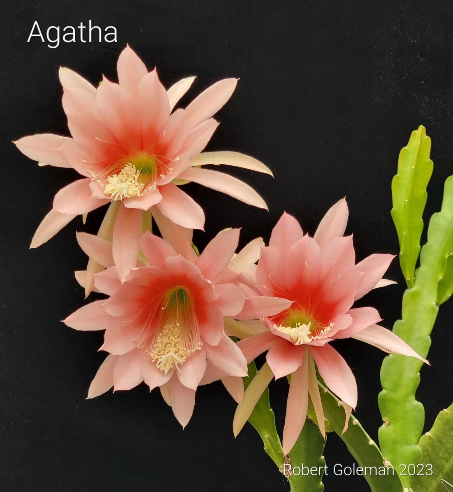 Epiphyllum 'Agatha' Unrooted Cutting - Rare Orchid Cactus - Pink & White Blooms - Indoor Plant Propagation - Unique Antique Cactus