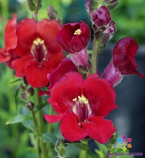 Chantilly Velvet Snapdragon Seeds - 1000+ Antirrhinum majus for Garden, Borders, Containers, Pollinator Attracting, USA Grown