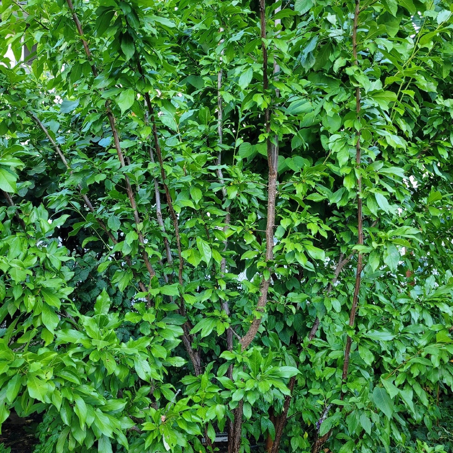 Elephant Heart Plum Cuttings – 5 Fresh Unrooted Prunus Salicina for USDA Zones 5-9 – Fruit Tree, Ornamental, Heart-Shaped Plums