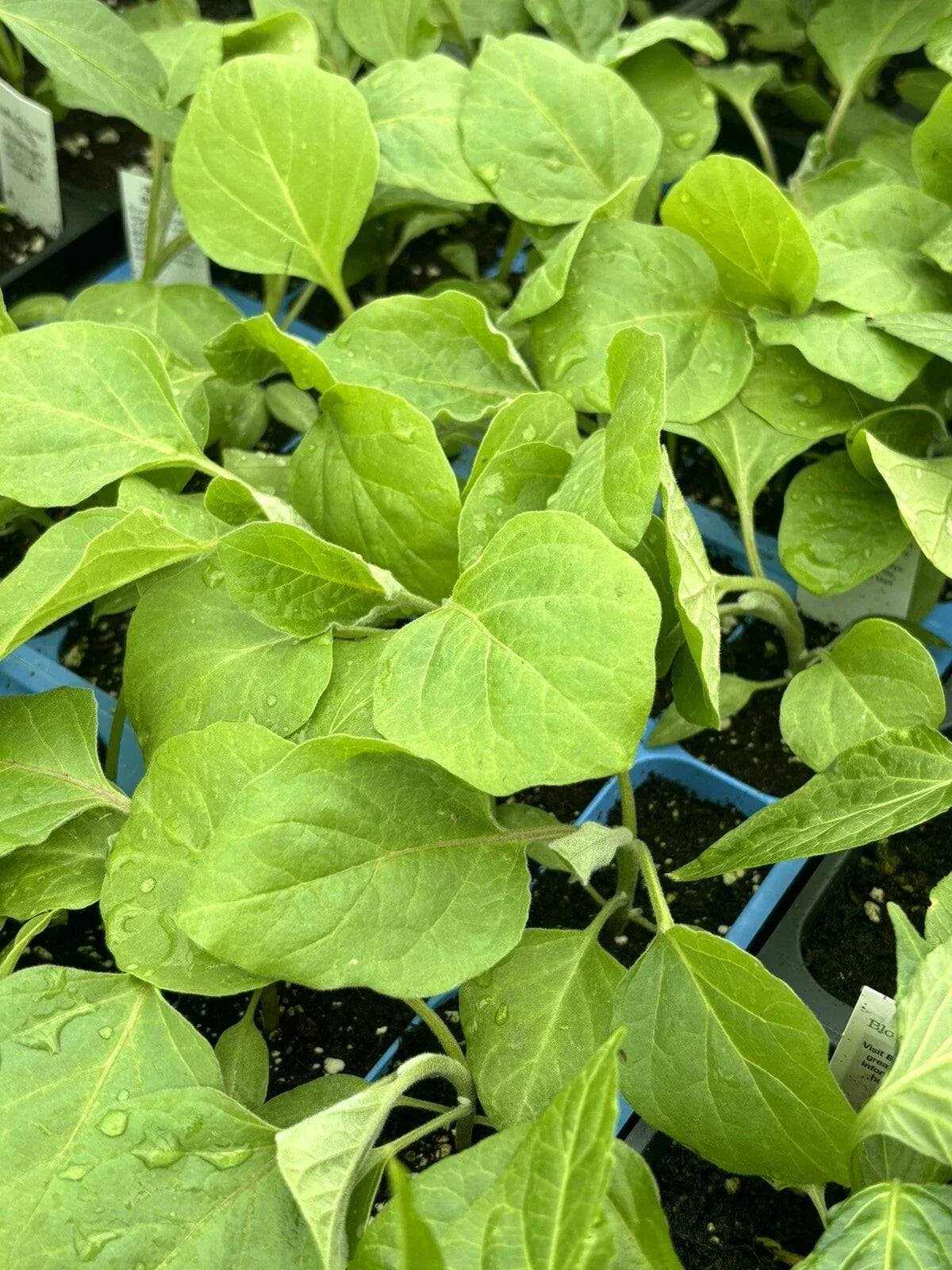 Black Beauty Eggplant Live Plants - 4 Pack, Heirloom Solanum melongena, 5-10 Inches, Vegetable Garden, Full Sun, Easy to Grow