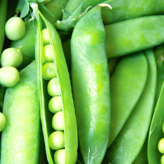 Lincoln Pea Seeds - Non-GMO Heirloom Garden Seeds for Cool Climate, Crisp Pods, Pisum sativum