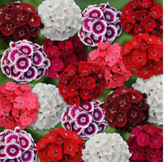 Mixed Colors Sweet William Seeds - Dianthus Barbatus Flowering Perennial Garden Seeds, 200+ Seeds for Borders, Containers & Pollinator Gardens