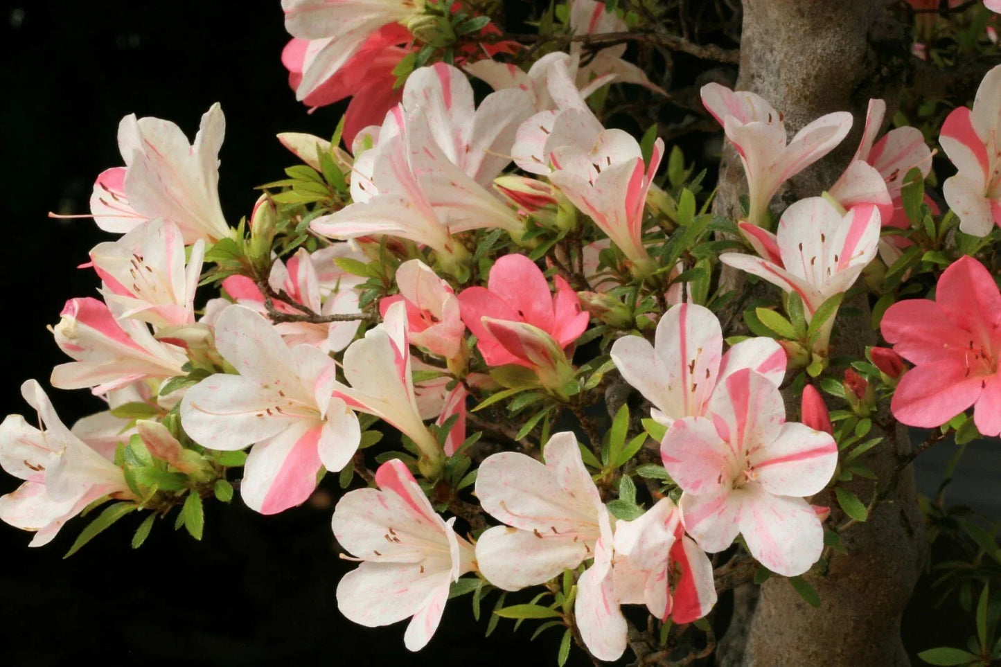 Azalea Starter Plant - Bi-Color Striped Blooms - Deciduous Rhododendron for Gardens and Landscapes