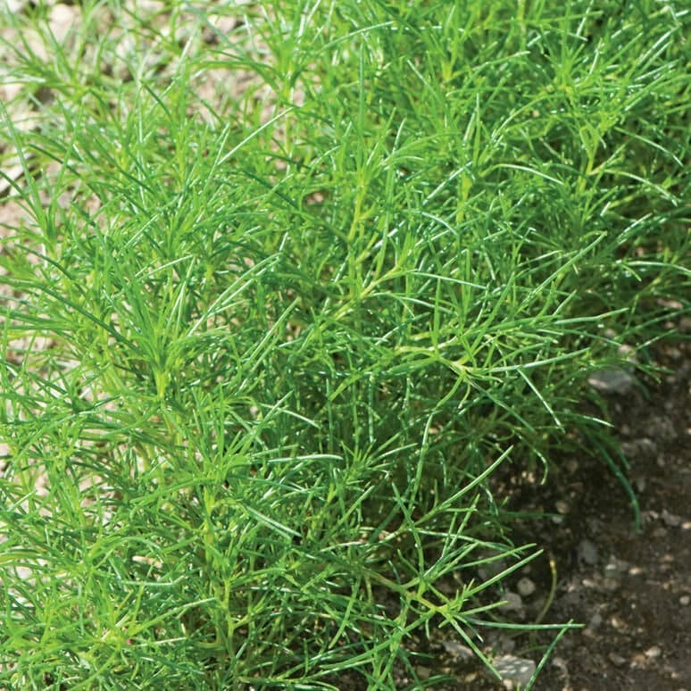 Saltwort Herb Seeds - Non-GMO Japanese Culinary Herb for Cooking - Salicornia spp. - Organic, Easy to Grow, Container & Garden Use